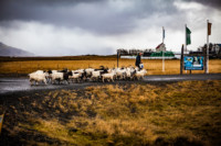 Iceland-lowres (33 of 79)