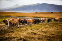 Iceland-lowres (34 of 79)