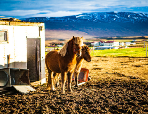 Iceland Adventure