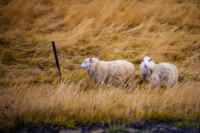 Iceland-lowres (76 of 79)